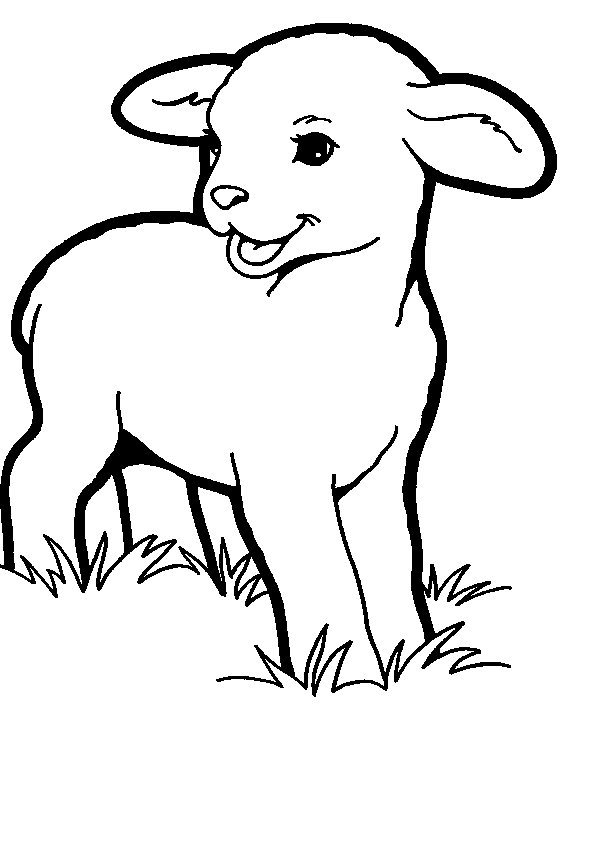 dessin mouton et agneau