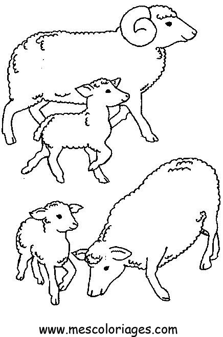 mouton en dessin à colorier