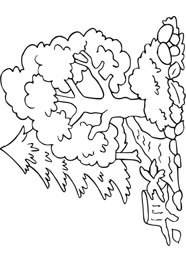 coloriage nature gratuit imprimer