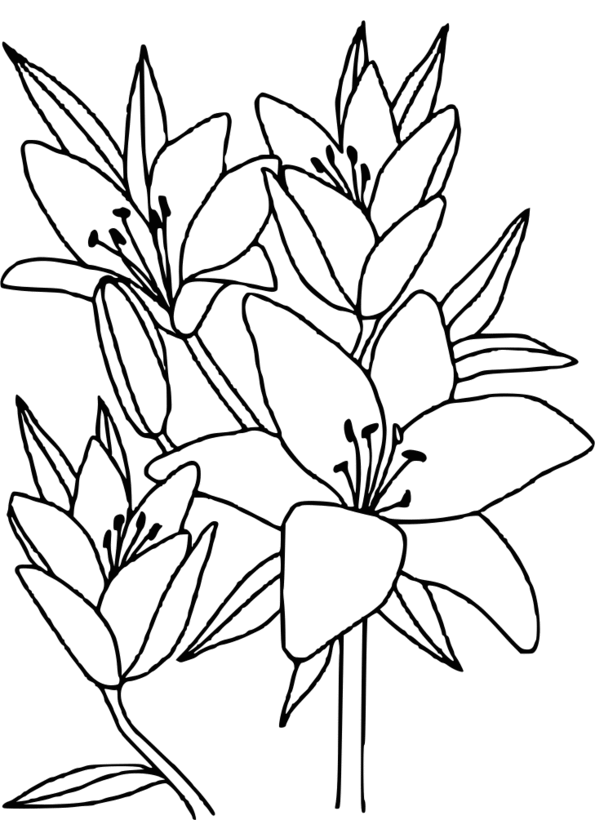 dessin de la nature pour coloriage