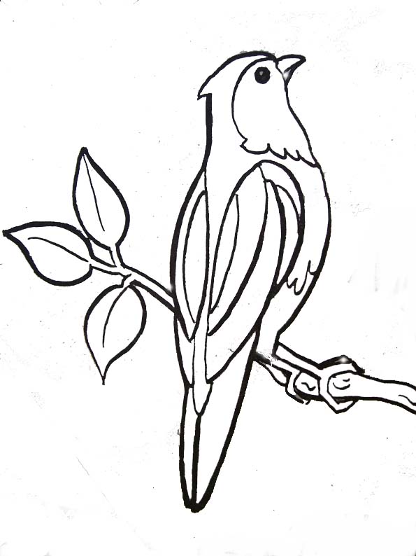 coloriage à dessiner oiseaux