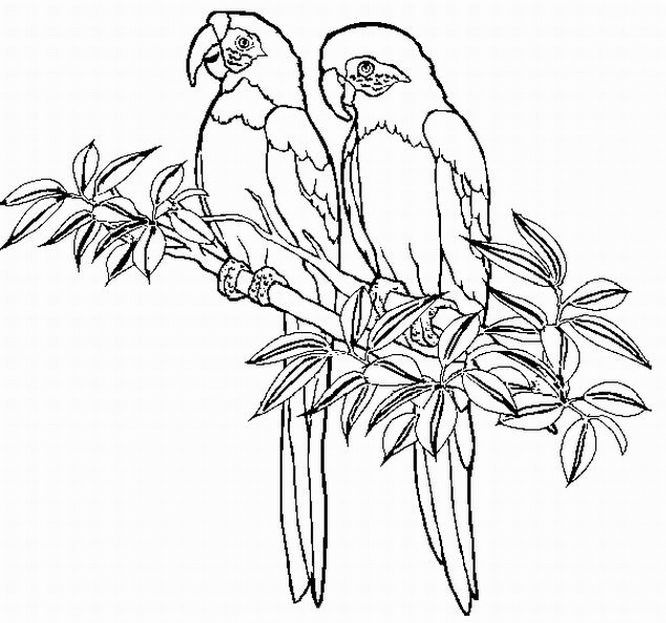 118 Dessins De Coloriage Oiseau à Imprimer