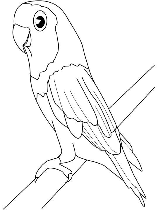 coloriage oiseaux migrateurs