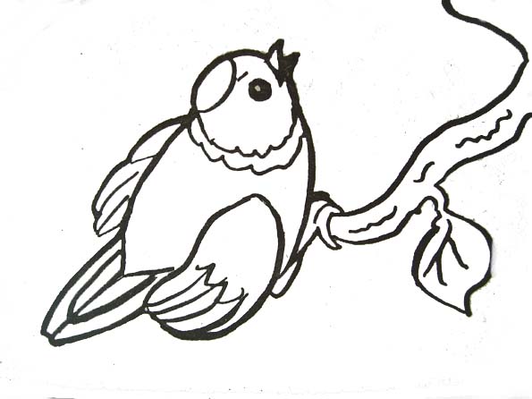 coloriage oiseau canari