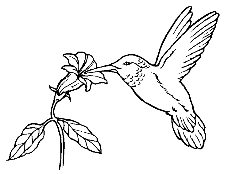coloriage à dessiner oiseau à imprimer gratuit