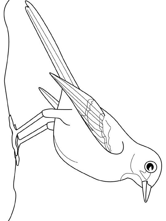 coloriage oiseau sur une branche