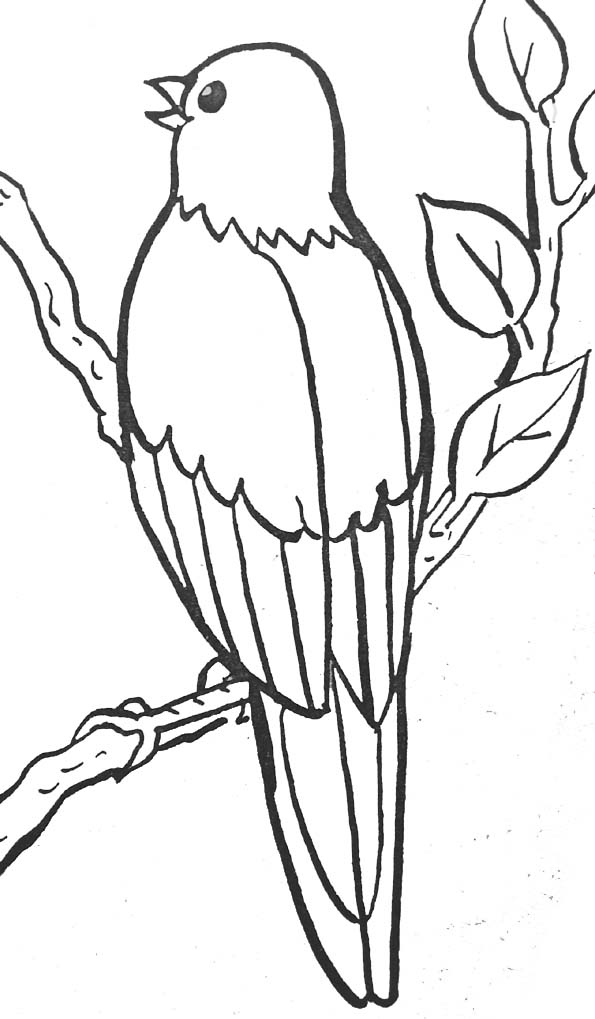 coloriage d oiseau sur un arbre