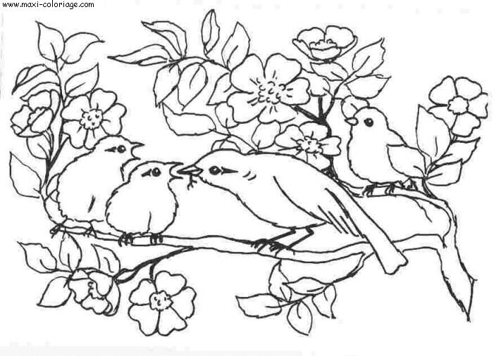 coloriage oiseaux migrateurs a imprimer