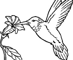 118 Dessins De Coloriage Oiseau à Imprimer