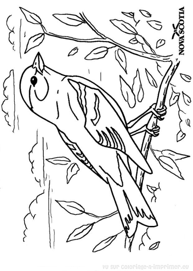 vrac coloriage oiseau