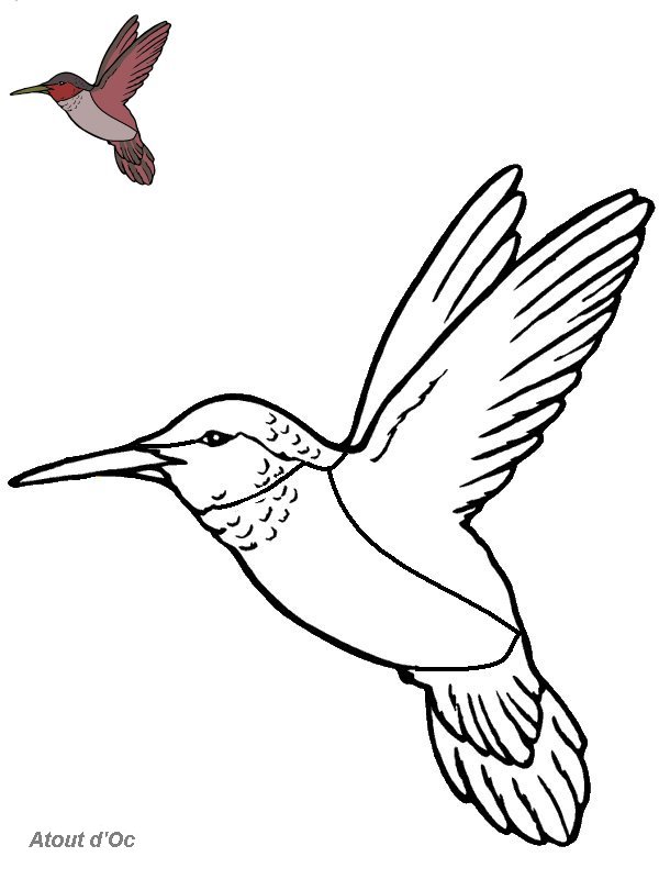 coloriage à dessiner oiseau à imprimer