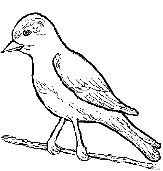dessin à colorier oiseaux de printemps
