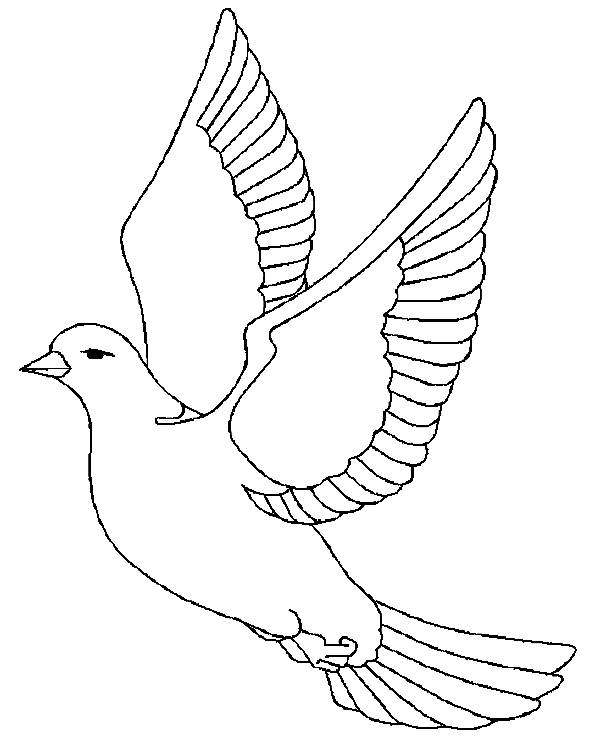 dessin oiseau des iles