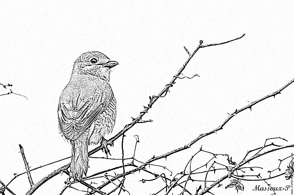 coloriage oiseau mandarin