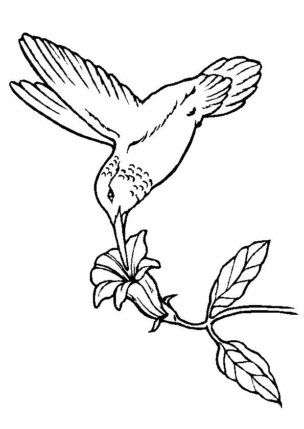 coloriage oiseau de paradis