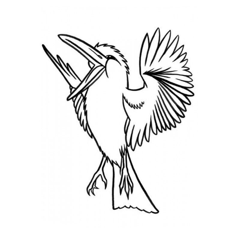 dessin oiseau colibri