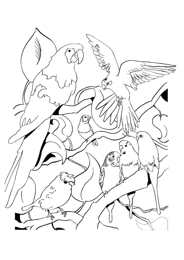 coloriage oiseau colibri