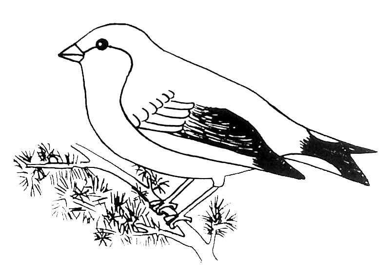 dessin oiseau sur une branche