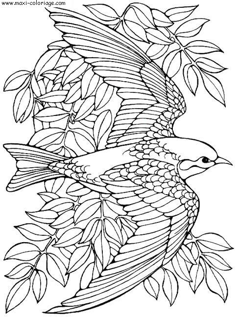 coloriage à dessiner oiseau fantastique