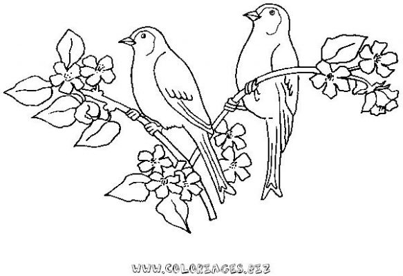 coloriage d oiseau en cage