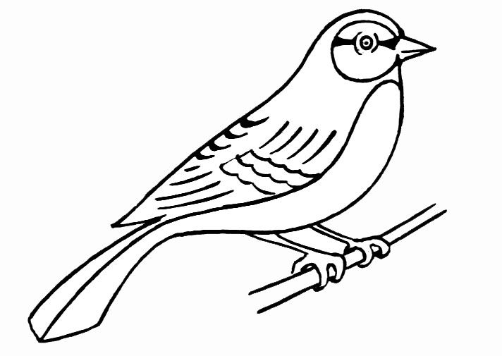 118 Dessins De Coloriage Oiseau à Imprimer