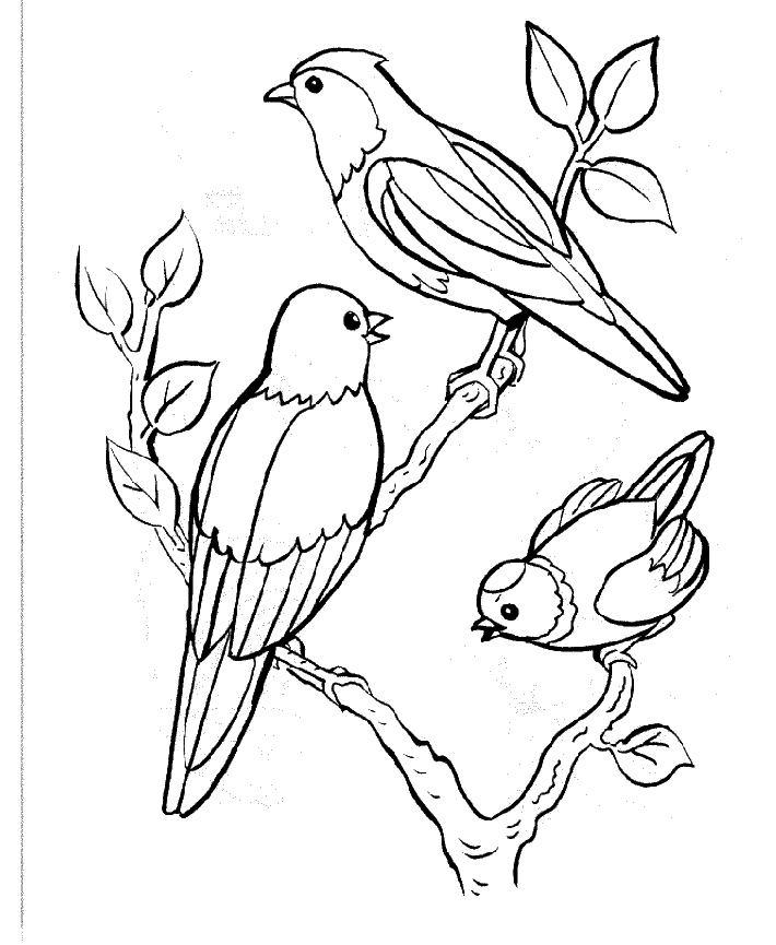 17 dessins de coloriage Oiseaux Exotiques à imprimer