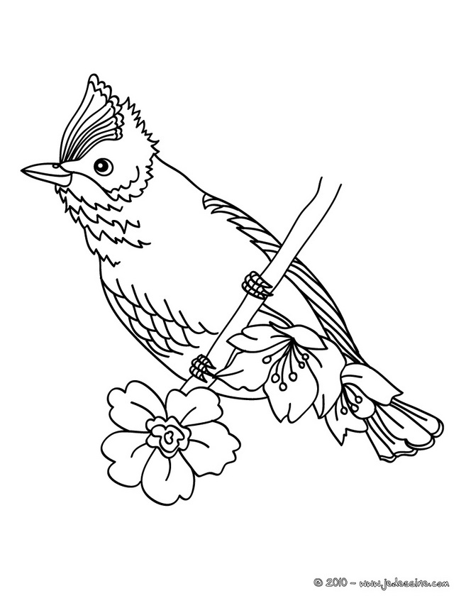 coloriage oiseaux exotiques