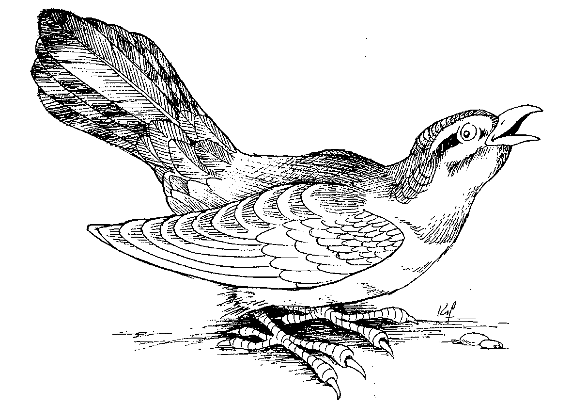 dessin oiseau vole