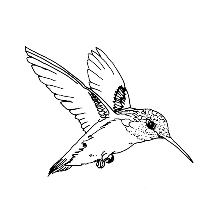 dessin oiseau vole