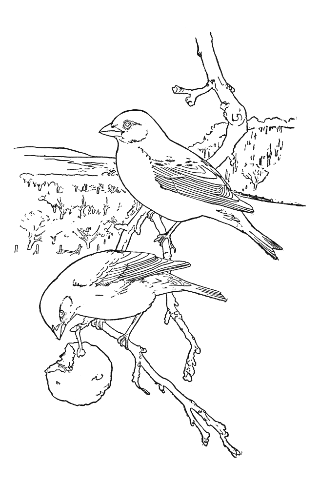 coloriage à dessiner oiseaux migrateurs a imprimer