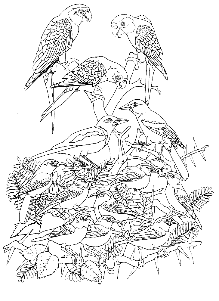 coloriage oiseaux