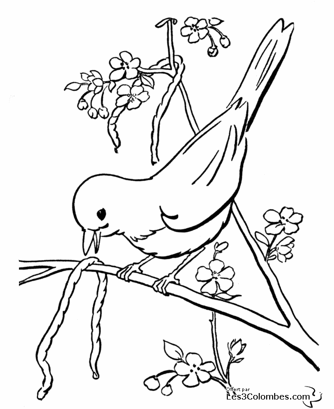 dessin imprimer oiseaux exotiques