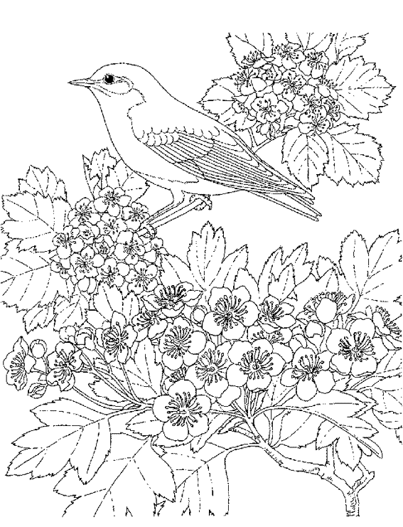 coloriage oiseaux pouyo