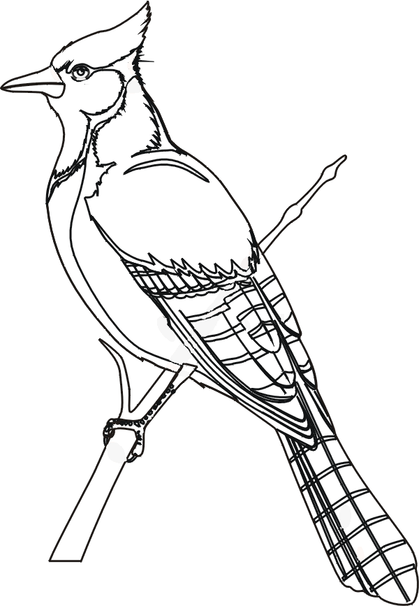 dessin oiseau azur et asmar