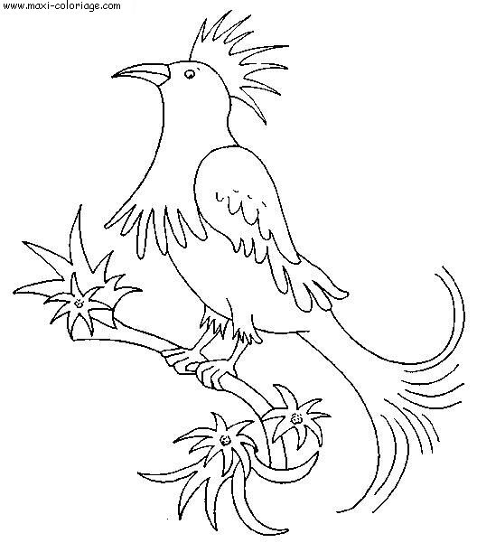 Coloriage Oiseaux à colorier - Dessin à imprimer dessin oiseaux pouyo