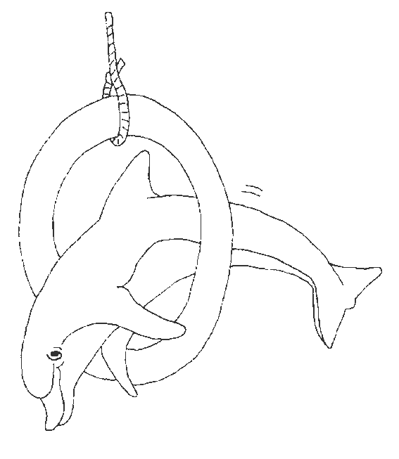 coloriage orque et dauphin