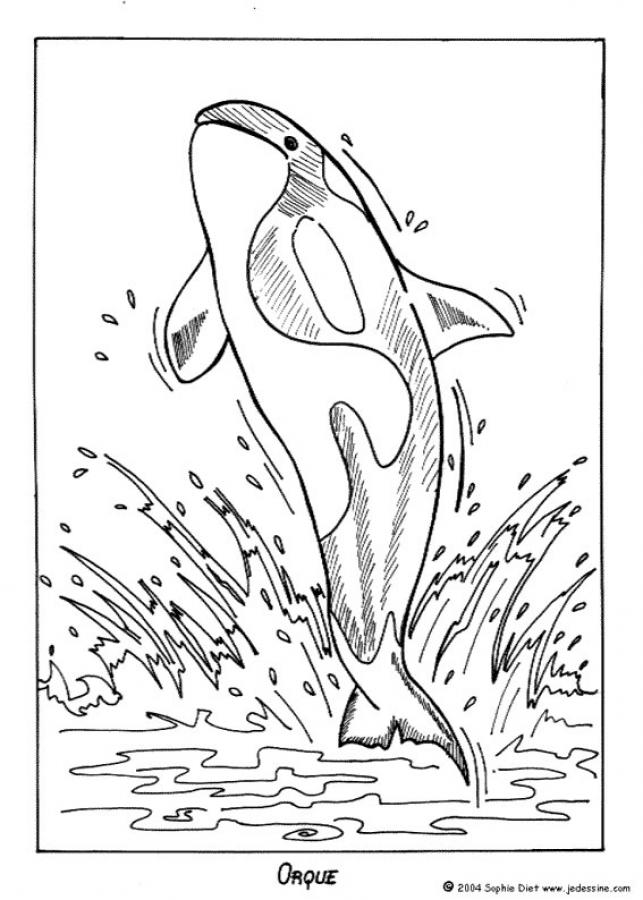 coloriage à dessiner orque en ligne