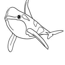 dessin à colorier mandala orque
