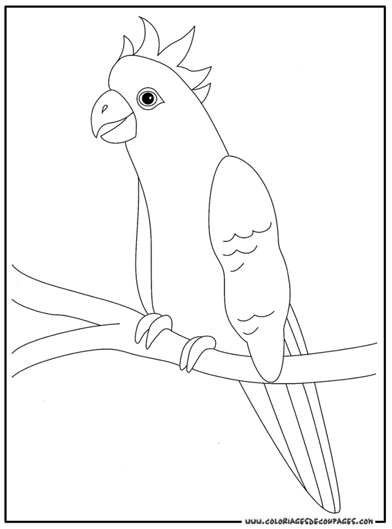 dessin à colorier orque et dauphin