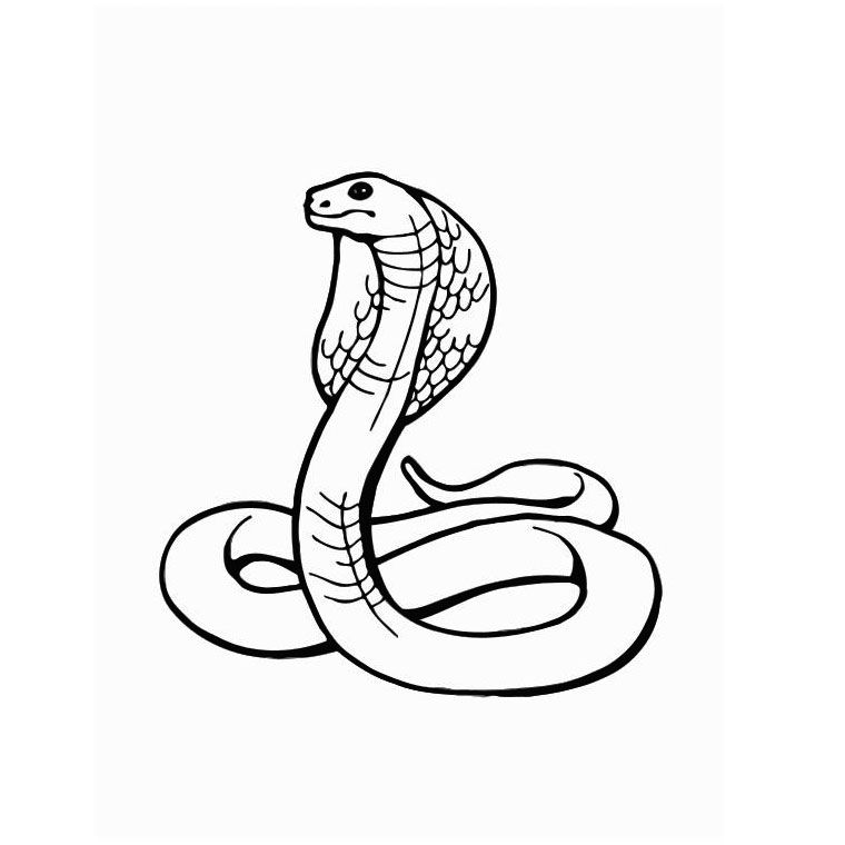 coloriage à dessiner de l'orque