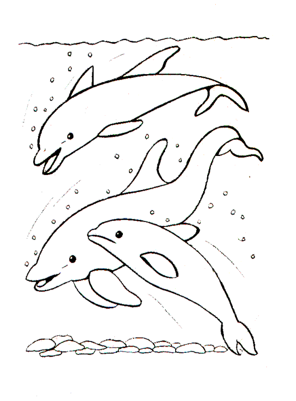 dessin à colorier orque à imprimer gratuit