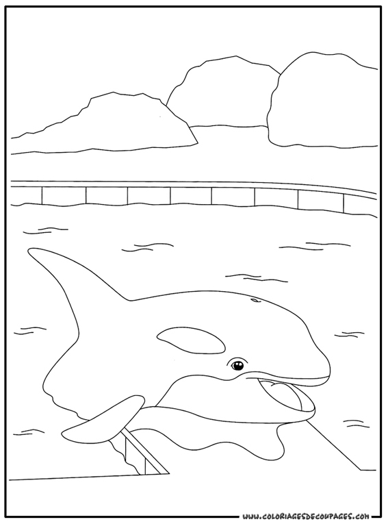 dessin à colorier d'orque à imprimer