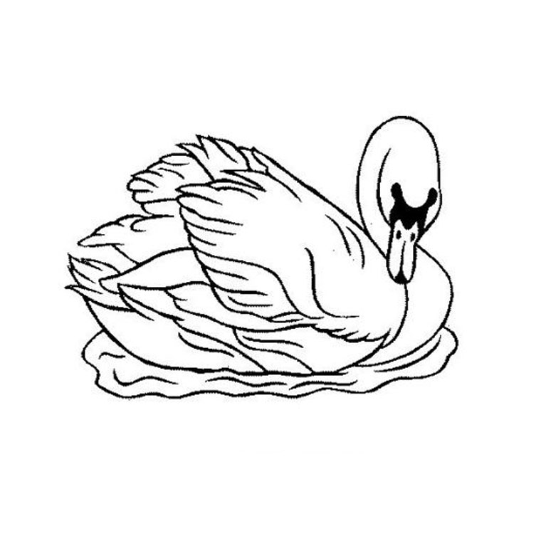 dessin  colorier d'orque