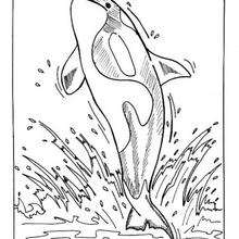 dessin à colorier bebe orque