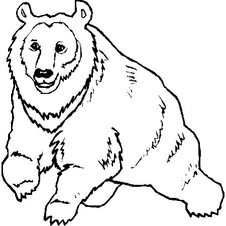 coloriage à dessiner l'ours polaire