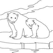 imprimer coloriage ours polaire