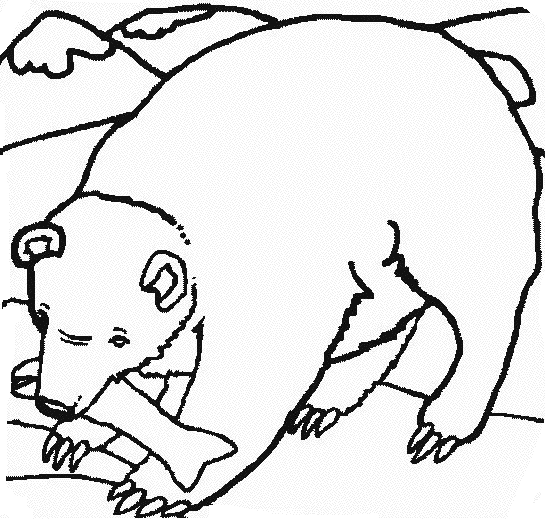 coloriage à dessiner ours polaire imprimer