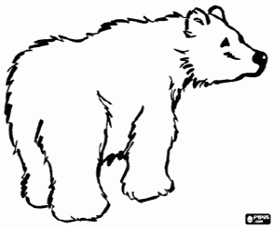 dessin à colorier d'ours polaire