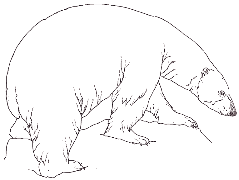 coloriage de plume ours polaire