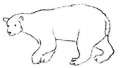 coloriage d'ours blanc